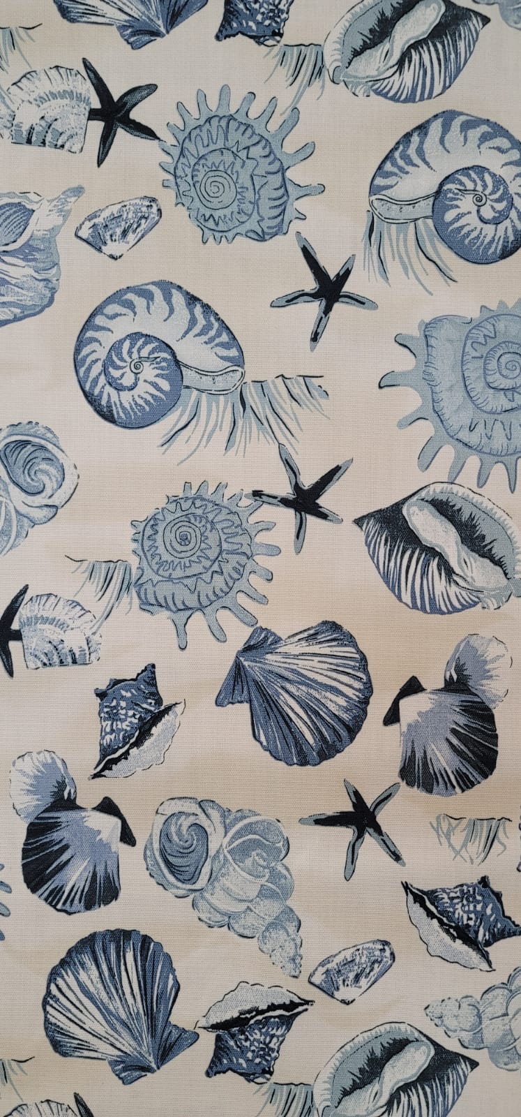 Seashells